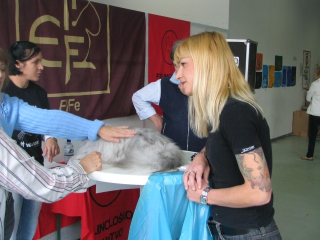 Razstava mačk 2008 - foto