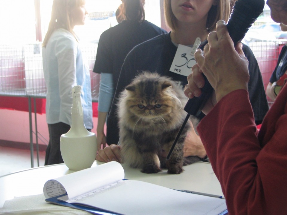 Razstava mačk 2008 - foto povečava