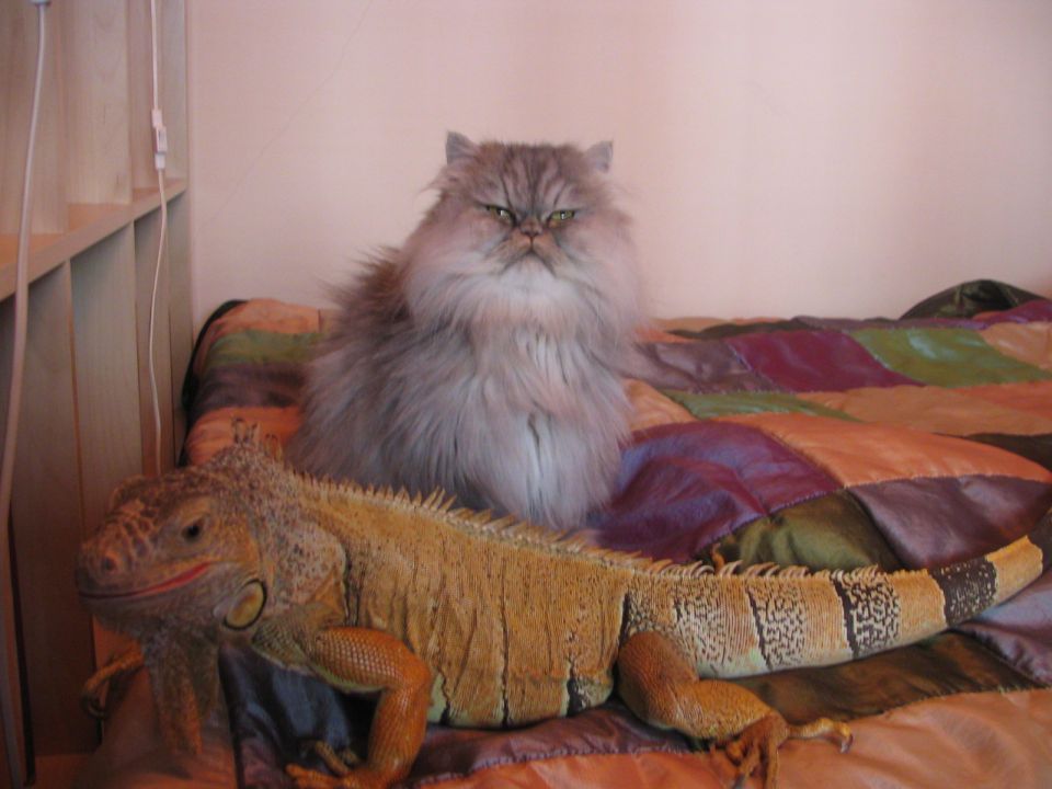 Razstava mačk 2008 - foto povečava