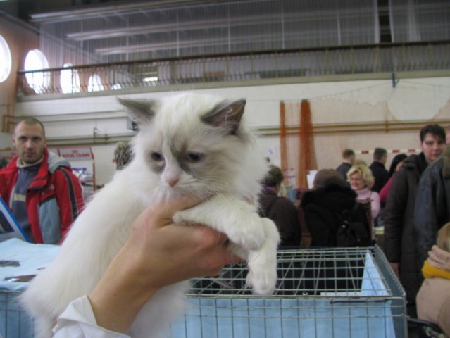 Razstava mačk, lj 2007 - foto