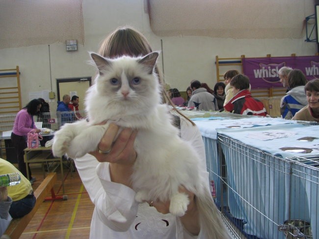 Razstava mačk, lj 2007 - foto povečava