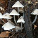 Fascinancija gljivama se nastavlja