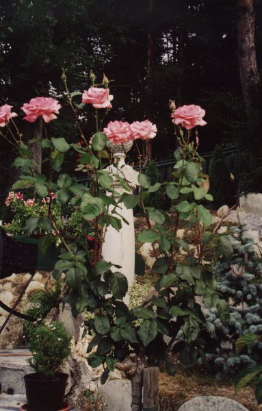 Rožce - foto povečava