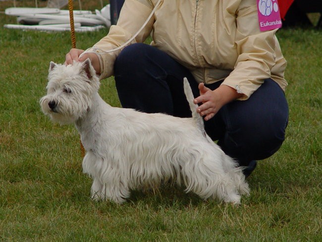 JILL WHITE MIDNIGHT STAR Trbovlje CAC 2003 - foto povečava