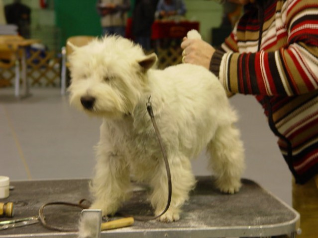 WESTIE Vrtojba CACIB 2004 - foto