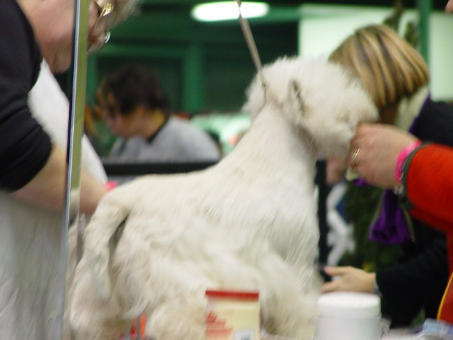 WESTIE Vrtojba CACIB 2004 - foto povečava