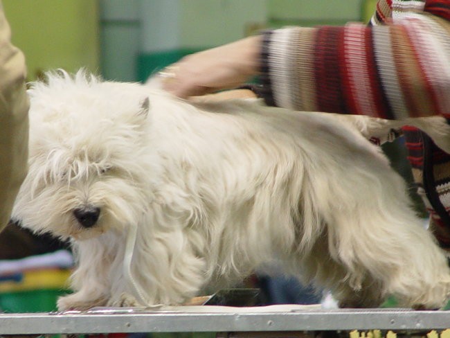 WESTIE Vrtojba CACIB 2004 - foto povečava