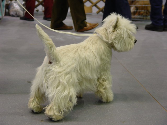 WESTIE Vrtojba CACIB 2004 - foto