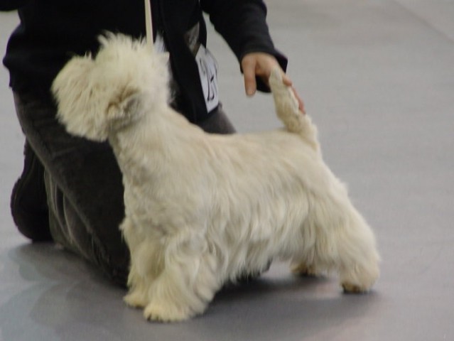 WESTIE Vrtojba CACIB 2004 - foto