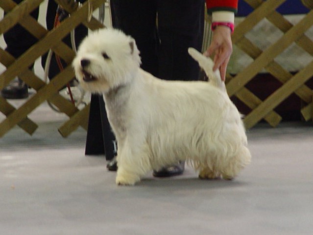 WESTIE Vrtojba CACIB 2004 - foto