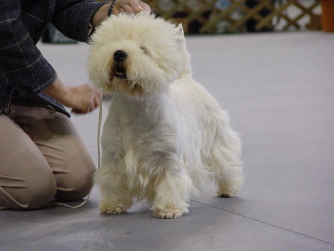 WESTIE Vrtojba CACIB 2004 - foto povečava