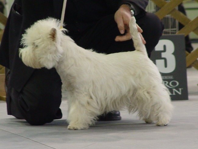 WESTIE Vrtojba CACIB 2004 - foto povečava