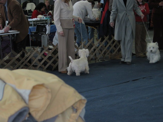 WESTIE Ljubljana CACIB 2006 - foto povečava