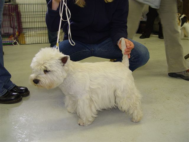 WESTIES Grosuplje CAC 2004 - foto