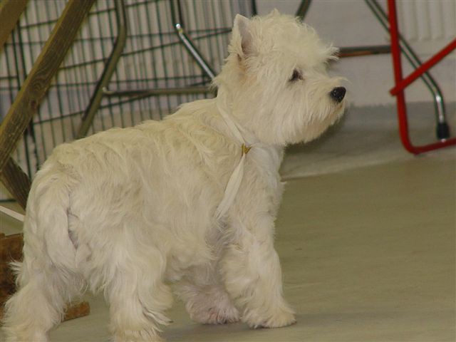 WESTIES Grosuplje CAC 2004 - foto povečava