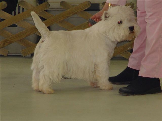 WESTIES Grosuplje CAC 2004 - foto povečava