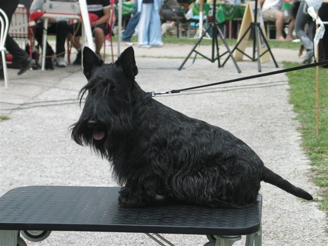 WESTIES Trbovlje 2006 - foto povečava