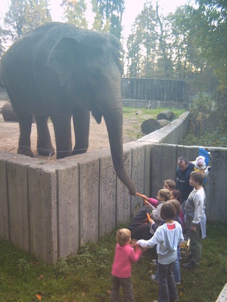 Hranjenje slona