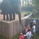 hranjenje slona