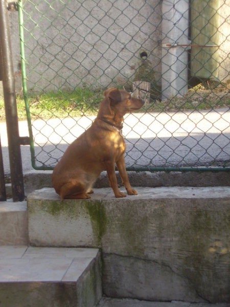 Rozi-nca - foto