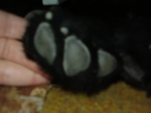 BIG foot Atum ;)