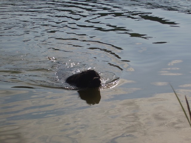 Atum - smartinsko jezero - foto povečava
