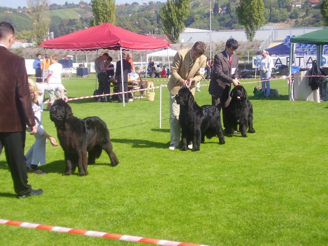 Cacib Lendava - foto