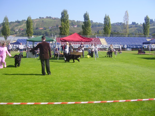 Cacib Lendava - foto