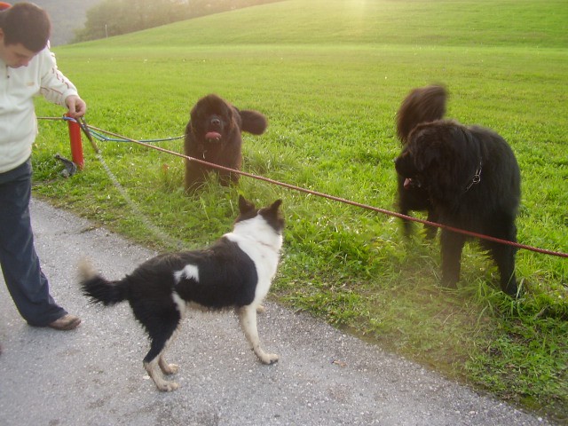 Atum, Bruno, Hera - foto