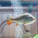 Cichla monoculus 01.12.07