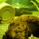 Ancistrus