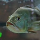 Cichla monoculus 28.01.08