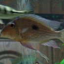 Geophagus 28.01.08
