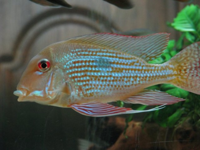 Geophagus 29.01.08 - foto