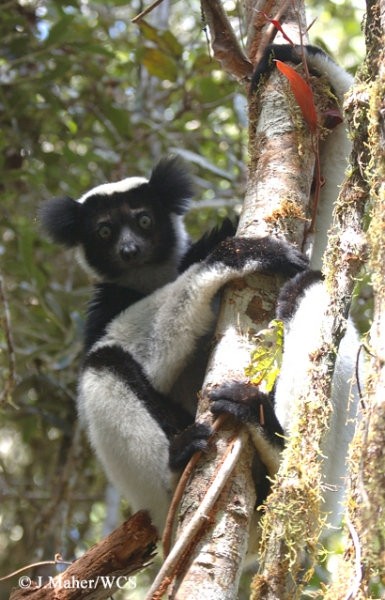 Lemurji - foto povečava