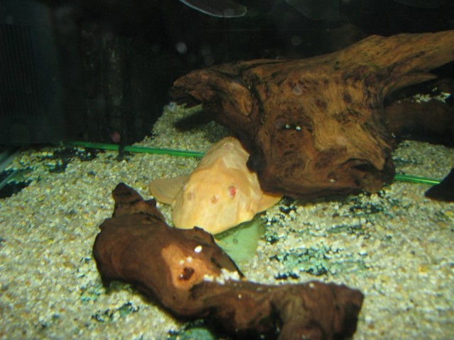 Plecostomus 18.11.08 35 cm - foto