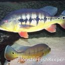 Cichla intermedia Orinoco
