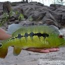 Cichla intermedia Ventuari