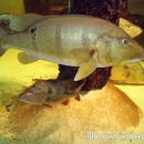 Cichla Jariina