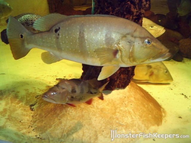 Cichla Jariina - foto povečava