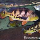 Cichla monoculus