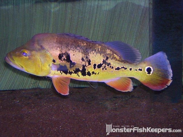 Cichla monoculus - foto