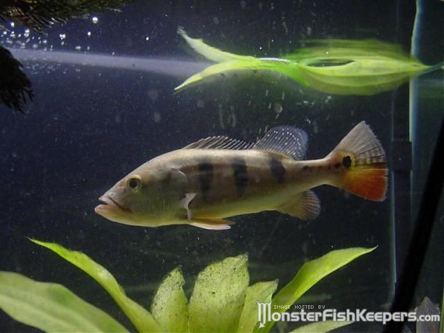 Cichla monoculus - foto