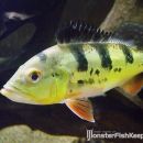 Cichla monoculus Diamante Lake