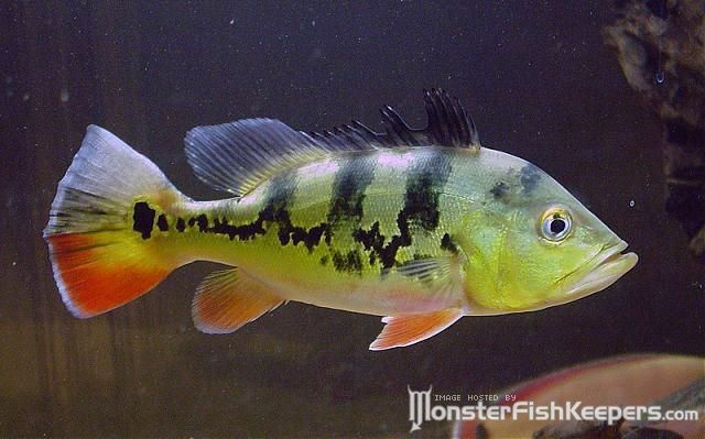 Cichla monoculus Diamante Lake - foto