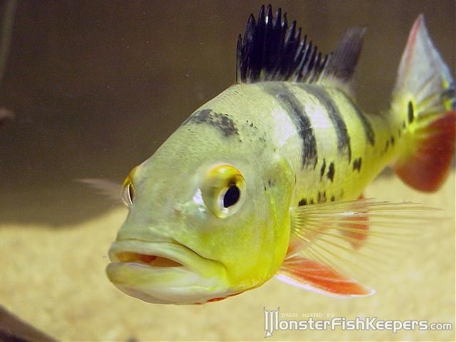 Cichla monoculus Diamante Lake - foto