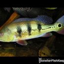 Cichla monoculus Mazan