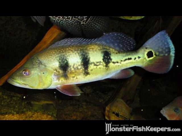 Cichla monoculus Mazan - foto povečava