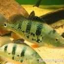 Cichla monoculus Enviria Lake