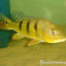 Cichla monoculus Rio Negro
